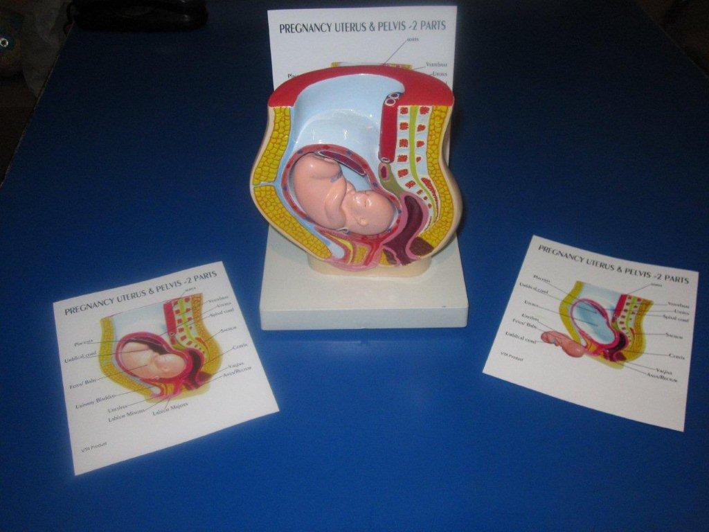 Uterus Pregnancy Pelvis With Removable Baby Model Table Top Pharmaceutical and Anatomical Model Gifts